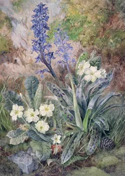 Lila orchidea és kankalin